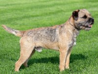 Border Terrier thumbnail